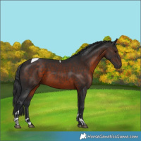 Horse Color:Brown Tobiano 