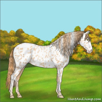 Horse Color:Gold Champagne Appaloosa 