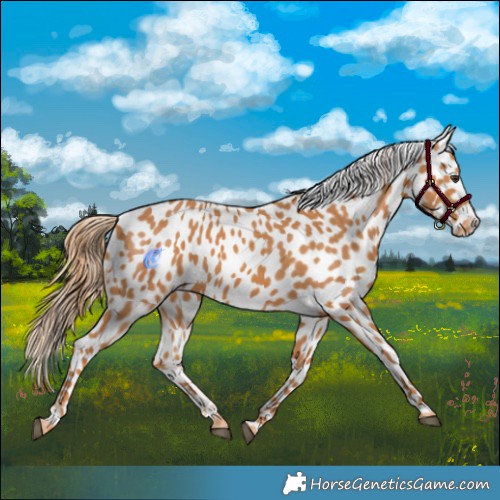 Horse Color:Chestnut Appaloosa 