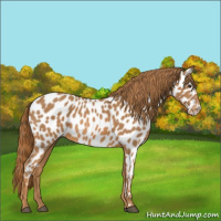 Horse Color:Chestnut Appaloosa