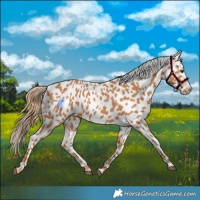Horse Color:Chestnut Appaloosa 