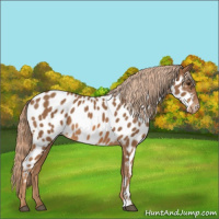 Horse Color:Chestnut Appaloosa 