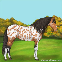 Horse Color:Bay Near Leopard 