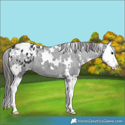 Horse Color:White Spotted Black Splash Appaloosa 
