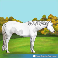Horse Color:Smoky Black Splash Tobiano Appaloosa Rabicano 