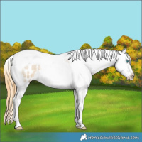 Horse Color:Sable Cream Champagne Roan Splash Tobiano Blanket 