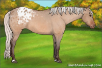 Horse Color:Silver Brown Dun Appaloosa 