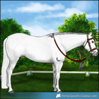 Horse Color:Gray Brown Sabino Splash Appaloosa  and Gray Brown Splash Appaloosa 