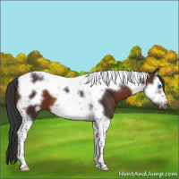 Horse Color:Brown Splash Tobiano Frame 