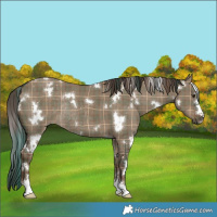 Horse Color:Plaid  White Spotted Liver Red Dun Rabicano 