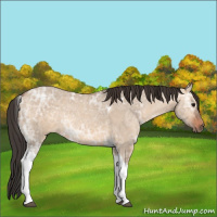 Horse Color:Bay Ice Dun Tobiano Rabicano 