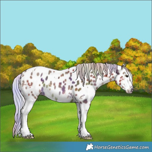 Horse Color:Nacre White Spotted Silver Black Sabino Appaloosa 