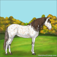 Horse Color:Bay Dun Appaloosa 