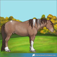 Horse Color:Classic Champagne Tobiano Rabicano 