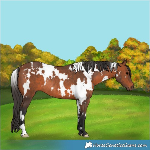 Horse Color:White Spotted Bay Rabicano 