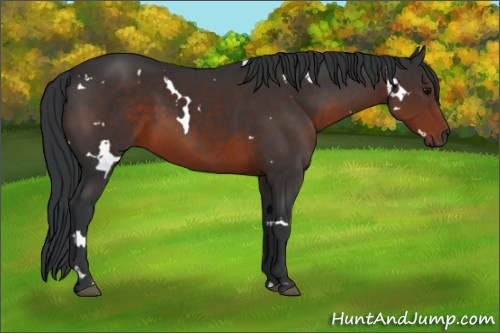 Horse Color:White Spotted Brown Rabicano 