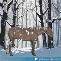 Horse Color:White Spotted Silver Black 