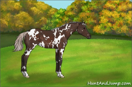 Horse Color:White Spotted Silver Brown 