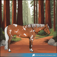 Horse Color:White Spotted Silver Bay 