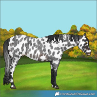 Horse Color:Brown Roan Leopard