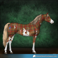 Horse Color:Plaid Chocolate Palomino Sabino
