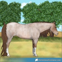 Horse Color:Brown Roan Pearl