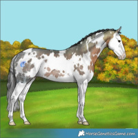 Horse Color:White Spotted Brown Ice Splash Rabicano 