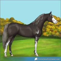 Horse Color:Liver Chestnut Mushroom Sabino 