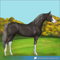 Horse Color:Liver Chestnut Mushroom Sabino 