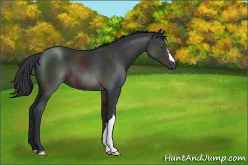 Horse Color:Brown 
