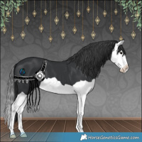 Horse Color:Black Splash 