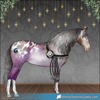Horse Color:Gray Sable Champagne Appaloosa 