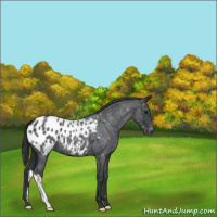 Horse Color:Blue Roan Appaloosa 