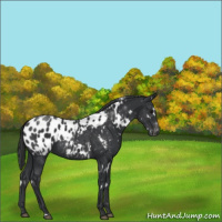 Horse Color:White Spotted Black Blanket 