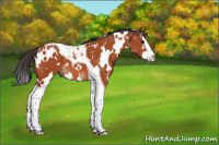 Horse Color:White Spotted Bay Splash Tobiano 