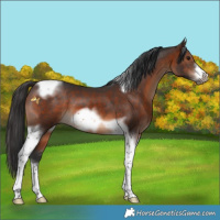 Horse Color:Brown Tobiano Frame 
