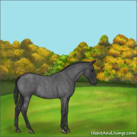 Horse Color:Blue Roan 