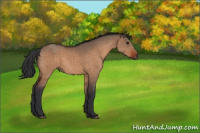 Horse Color:Bay Dun  and Bay Dun 