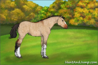 Horse Color:Bay Dun  and Gray Bay Dun 