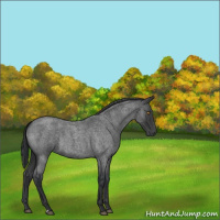 Horse Color:Blue Roan