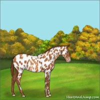 Horse Color:Gray Gold Champagne Appaloosa 