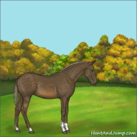 Horse Color:Chocolate Palomino Tobiano