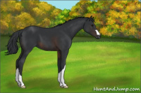 Horse Color:Brown 