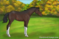 Horse Color:Brown 