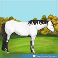 Horse Color:Brown Appaloosa 
