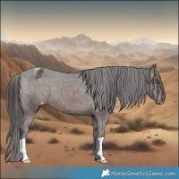 Horse Color:Brown Appaloosa 