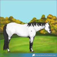 Horse Color:Black Appaloosa 