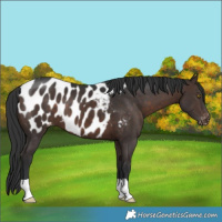 Horse Color:Brown Near Leopard 