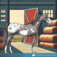 Horse Color:Liver Chestnut Frame Appaloosa 