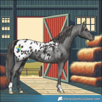 Horse Color:Liver Chestnut Appaloosa 